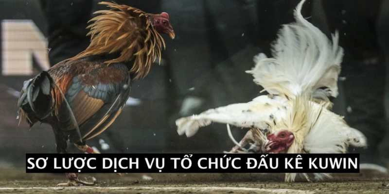 Mới thành viên đăng ký trải nghiệm cá độ đá gà Kuwin 