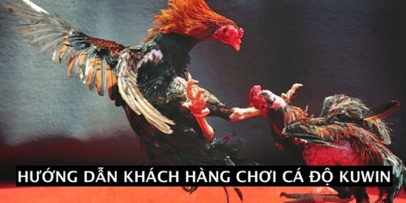 Hướng dẫn khách hàng đăng ký dịch vụ tại nhà cái 