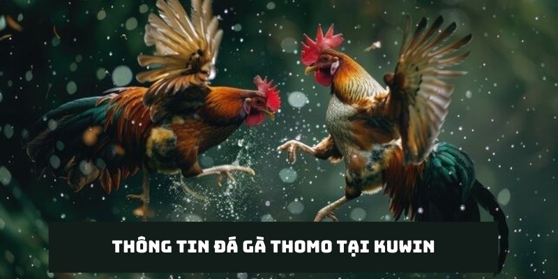 Thông tin tổng quan mà anh em cần nắm được về đá gà Thomo tại Kuwin