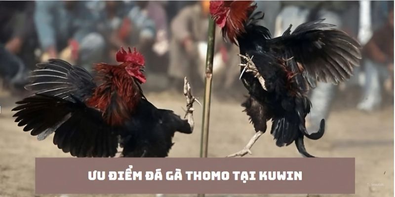 Ưu điểm nổi trội của đá gà Thomo tại nhà cái Kuwin